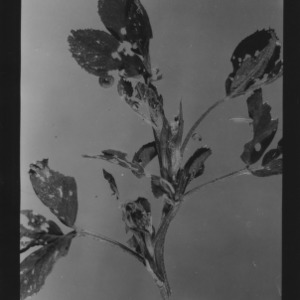 Alfalfa weavel damage, close up