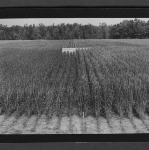 Small grain test plots: wheat