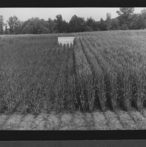 Small grain test plots: wheat