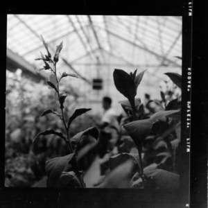Greenhouse shots of experimental tobacco