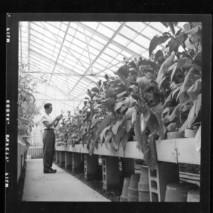 Greenhouse shots of experimental tobacco