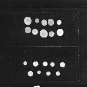 Alfalfa root sections microscopic slides