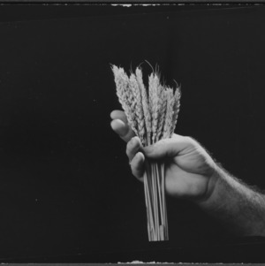 Unbearded Wheat Heads: Three different varieties of milo photographed together for 1957 4-H crop record