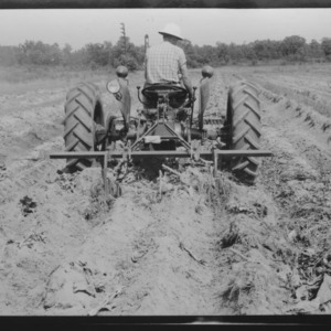 Wayne County: Plowing out tobacco roots with two row middle luster