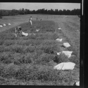 Alfalfa, test plots with 10-year-old alfalfa