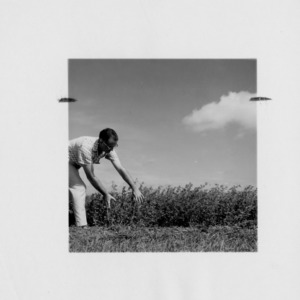 Alfalfa, test plots with 10-year-old alfalfa