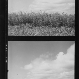 Alfalfa, test plots with 10-year-old alfalfa