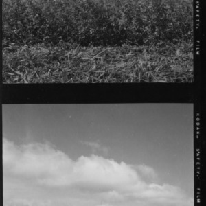 Alfalfa, test plots with 10-year-old alfalfa