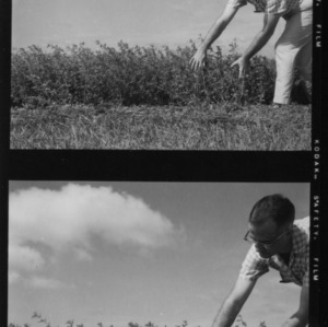 Alfalfa, test plots with 10-year-old alfalfa