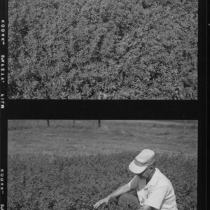 Alfalfa, test plots with 10-year-old alfalfa