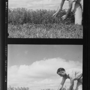 Alfalfa, test plots with 10-year-old alfalfa