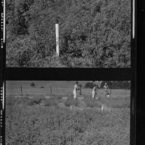 Alfalfa, test plots with 10-year-old alfalfa