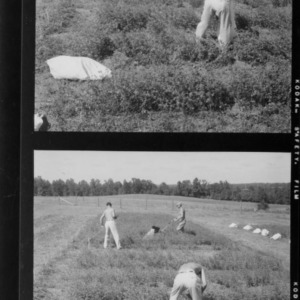 Alfalfa, test plots with 10-year-old alfalfa