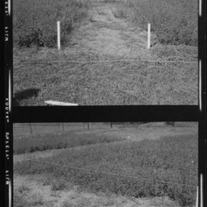 Alfalfa, test plots with 10-year-old alfalfa