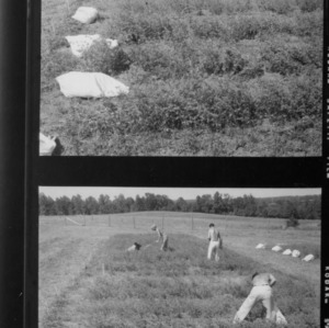 Alfalfa, test plots with 10-year-old alfalfa