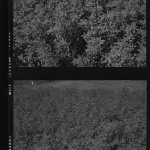 Alfalfa, test plots with 10-year-old alfalfa