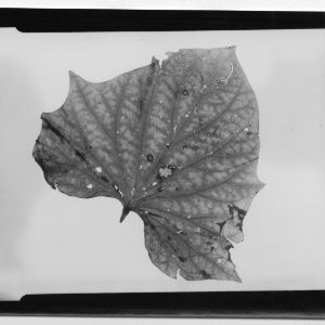 Agriculture and Life Science
