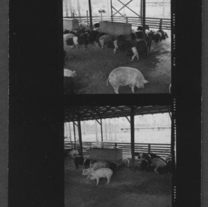 Pigs being reared under roof on concrete