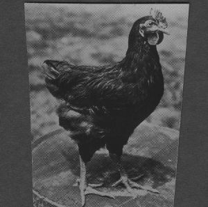 Chicken posing (for Extension Circular "Culling the Poultry Flock")