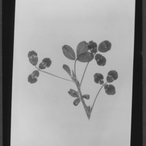 Alfalfa, Banded Leaves