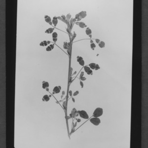 Alfalfa, Banded Leaves