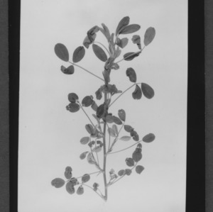 Alfalfa, Banded Leaves
