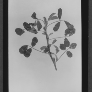 Alfalfa, Banded Leaves