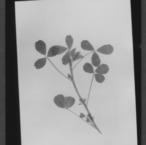Alfalfa, Banded Leaves