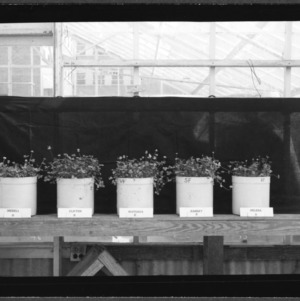 Ladino Clover, in pots in greenhouse