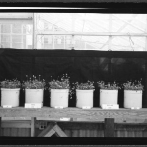 Ladino Clover, in pots in greenhouse