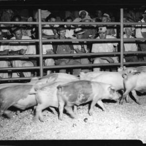 Wells quality feeder pig sale, Wallace, NC