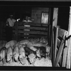 Wells quality feeder pig sale, Wallace, NC