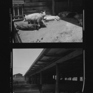 Pig Parlor in Edgecombe County