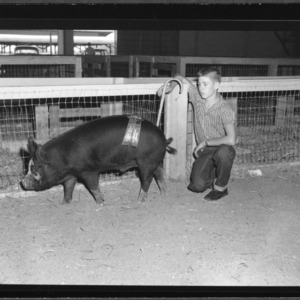 Swine Show and Sale; State Fair grounds