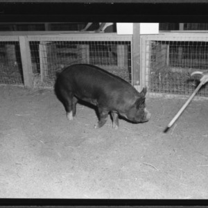 Swine Show and Sale; State Fair grounds
