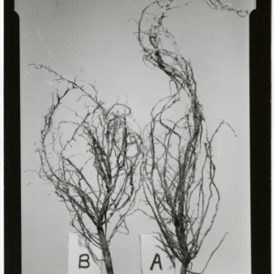 Cyst nematodes on soybeans; Roots and plant picture in pots