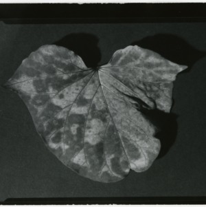 Phosphorous deficiency on sweet potato leaves, comparison