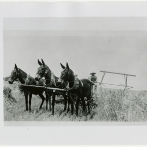 Man driving mule-driven harvesting machine