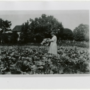 Woman harvesting lettuce garden