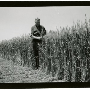 W. H. Rankin in Chatham County test wheat fields
