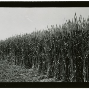 Chatham County test wheat fields