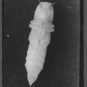 Tobacco larvae