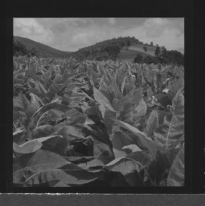 Tobacco fields on Ashe County farm