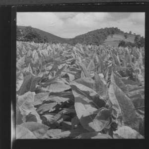 Tobacco fields on Ashe County farm