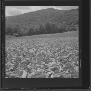 Cabbage field on Ashe County farm