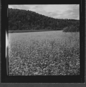 Buckwheat field on Ashe County farm