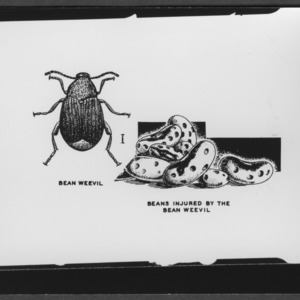 Drawing: Bean Weevil and Insect heads