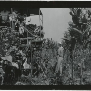 Burley tobacco harvester