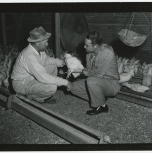 Inspector and farmer in poultry house