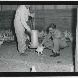 Inspector and farmer in poultry house